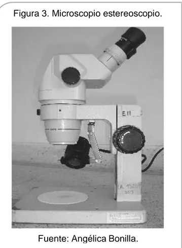 Figura 3. Microscopio estereoscopio. 