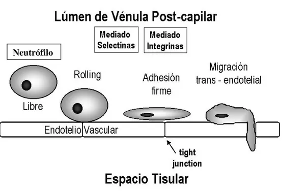 Ilustración  6:  Activación del endotelio. Interacción célula-célula durante el proceso  inflamatorio