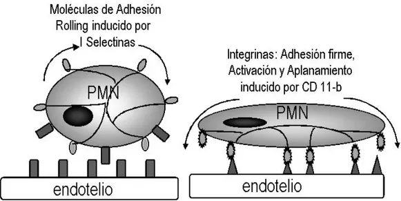 Ilustración  7: Unión entre receptores  de los polimorfonucleares  y endotelio mediada por  selectinas