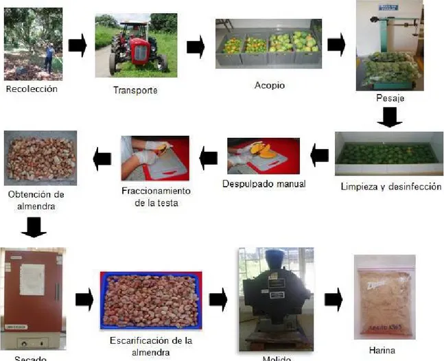 Figura 6. Proceso de obtención de harina de mango (Mangifera indica L.). 