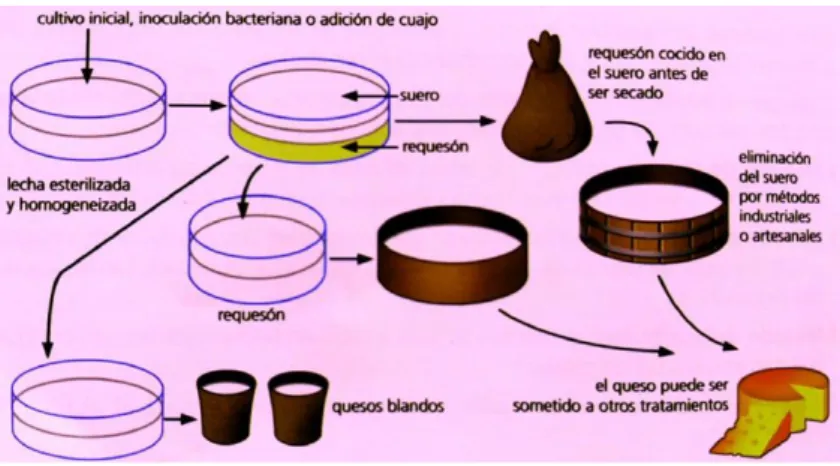Figura 4 Proceso de fabricación de queso 