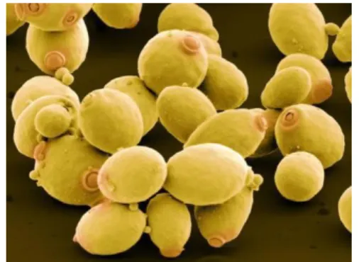 Figura 6 Micrografía de Saccharomyces cerevisiae 
