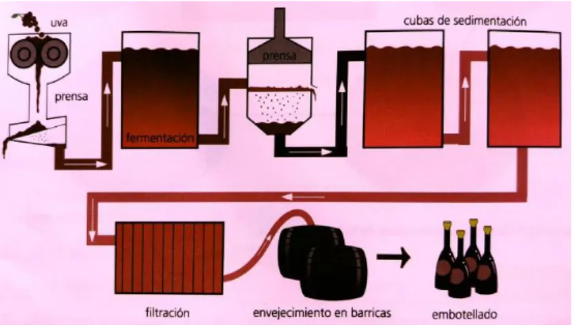 Figura 7 Proceso de fabricación de vino 