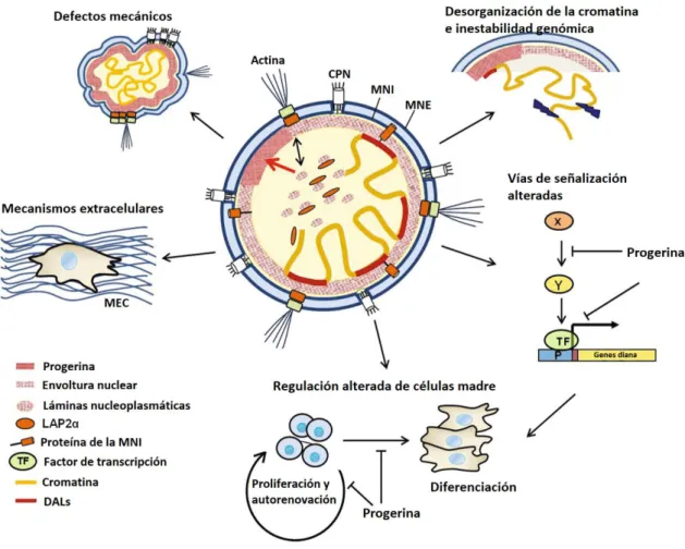 Figura 4. Funciones celulares y moleculares alteradas en las células que expresan progeria 
