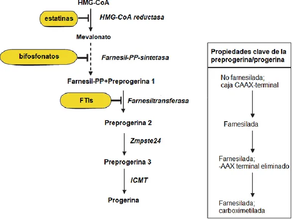 Figura 5. Terapias actuales del HGPS dirigidas a prevenir la formación de progerina mediante la  inhibición de la farnesilación  