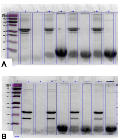 Figure 6  Electrophoretic pattern of emulsions containing casein (A) or whey protein (B)  with soybean oil after 24 h incubation at 4°C