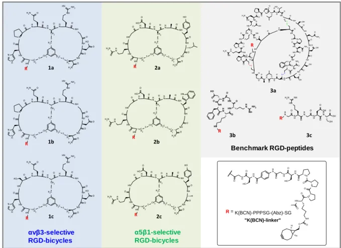 Figure 1. Overview of RGD-peptide–cyclooctyne conjugates for the functionalization of ELRs