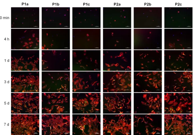 Figure 8: Morphology studies of ELRs functionalized with bicycles 1a–c (P1a-c) and 2a–c (P2a-c) at different time 