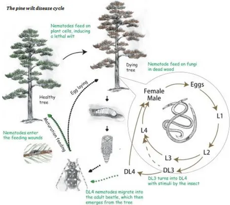 Figure 4. Interaction of the pine Wood nematode with sawyer beetles to cause pine wilt