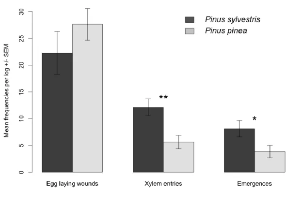 Figure 4. Mean number ± SEM of egg laying wounds, xylem entries and emergences per P. pinea and P
