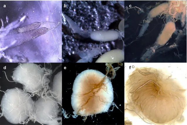 Figure 2 Gonad development in M. galloprovincialis. a to c, pictures of ovarioles of female M