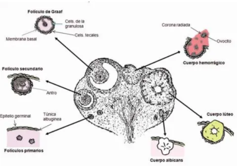 Ilustración 3: Esquema de las estructuras ováricas 