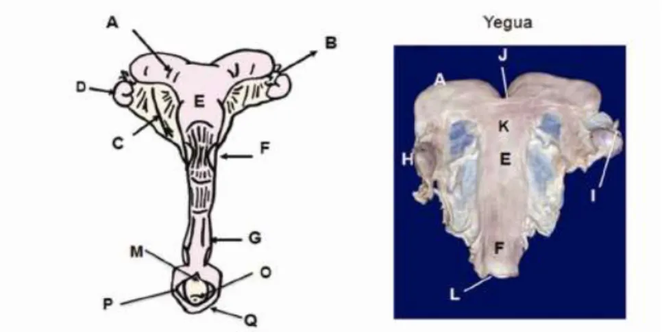 Ilustración  6:  Esquema  de  las  estructuras  anatómicas  de  las  hembras  domesticas  con  útero Bicornual de alta fusión entre los cuernos