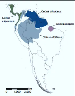 Figura 2.Mapa de distribución de las especies pertenecientes al género Cebus. 