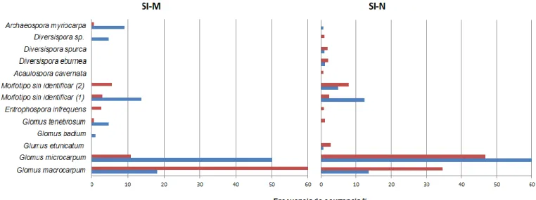 Figura 6. Frecuencia de ocurrencia de HFMA en las área SI-M y SI-N, a partir del suelo  (barras azules) y cultivos trampa (barras rojas).