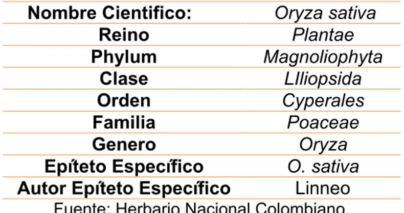 Tabla 1. Casificacion taxonomica.  