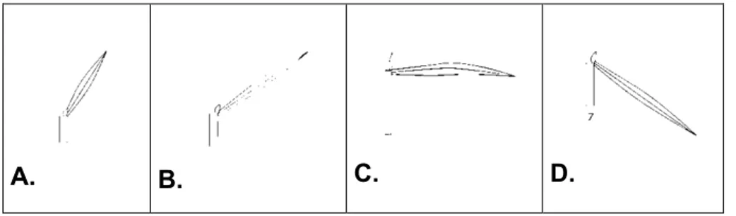Figura 4. Clasificación de la postura de la hoja bandera: A. erecta, B. semi-erecta, C