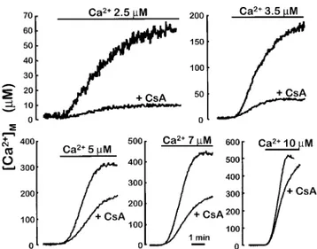 Figure 2 Effect of CsA on [Ca 2þ ]