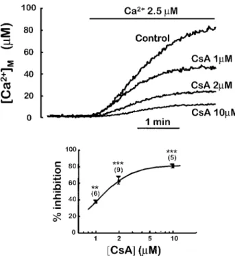 Figure 6 Effect of CsA and SB202190 on [Ca 2þ ]