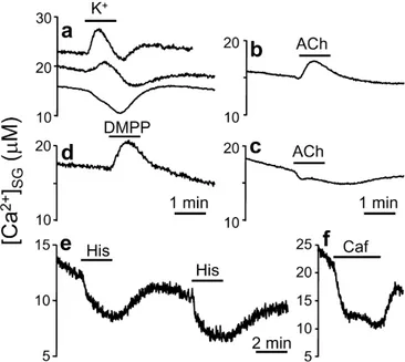 Fig. 6. Effect of high-[K + ] depolarization, acetylcholine (ACh) and 1,1- 1,1-dimethyl-4-phenyl-piperazinium iodide (DMPP) on secretory granule [Ca 2+ ]