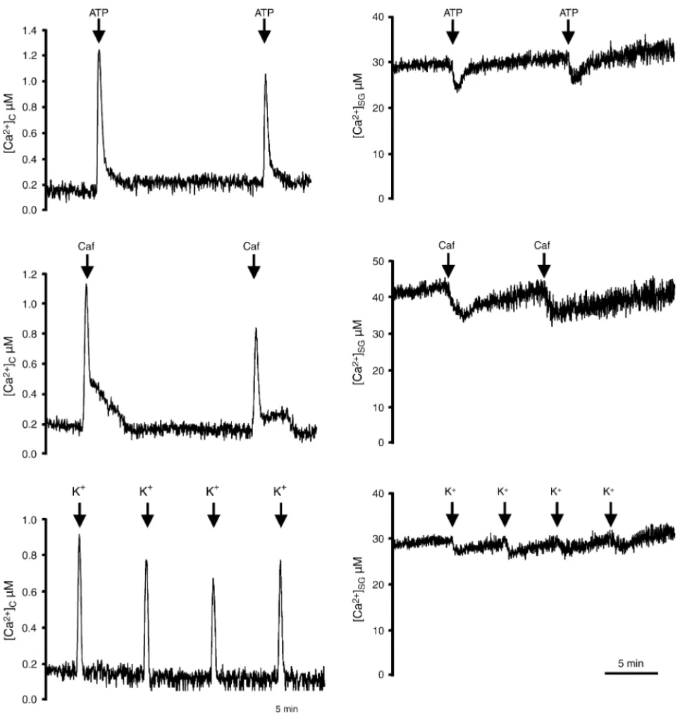 Fig. 3. Effects of ATP, caffeine and high-K + on both [Ca 2+ ]c and [Ca 2+ ]SG . PC12 cells were transfected with either cytosolic aequorin (left panels) or VAMP–aequorin (right panels), and reconstituted with coelenterazine as described in Section 2 