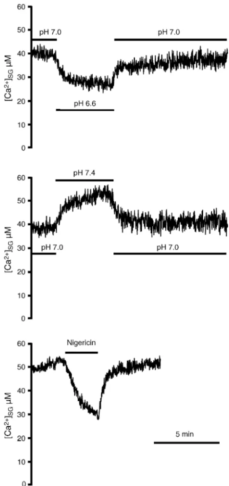 Fig. 4. Effect of InsP3, cADPR, NAADP and Ca 2+ on [Ca 2+ ]SG. PC12 cells expressing VAMP–aequorin were reconstituted with coelenterazine n and permeabilized with digitonin as described in Section 2 immediately prior to the experiment