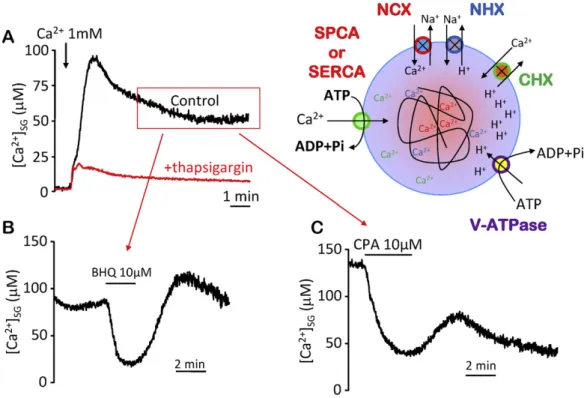 Fig. 1. Mechanisms of Ca 2+ accumulation in the granules. Traces correspond to [Ca 2+ ]