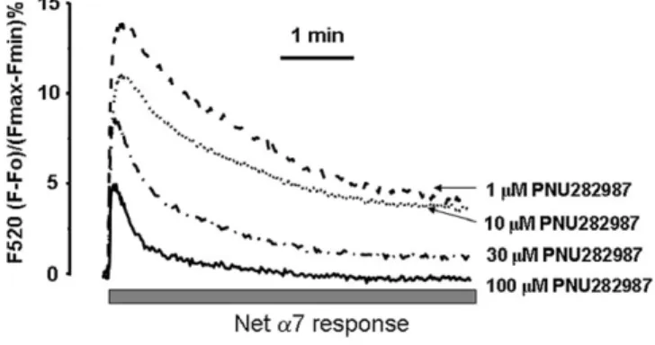 Figure 7A shows a typical experiment. Addition of PNU282987 plus PNU120596 (at concentrations that gave an a7 nAChR-mediated response)  pro-duced a mean [Ca 2+ ]