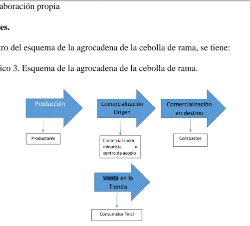 Gráfico 3. Esquema de la agrocadena de la cebolla de rama. 