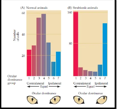 Tabla 3: Comparación de la dominancia ocular entre un  gato adulto con un desarrollo visual normal y uno con 