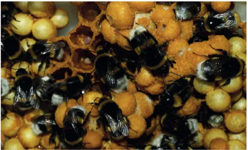 Figura 1.5. Entorno de una colonia de abejorros almacenando granos de polen