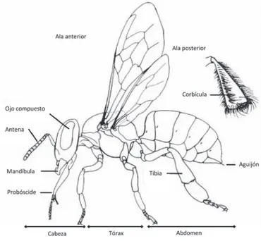 Figura 1.6. Estructuras y morfología externa de la abeja adulta.   Apis mellifera (Dadant, 1975).