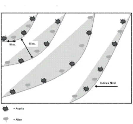 Figura 4. Esquema de un arreglo de Acacia-Aliso con curvas a nivel. 