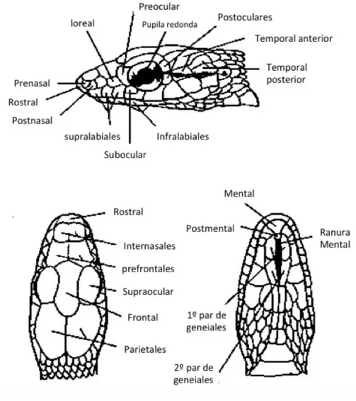 Figura 1. Diagrama de las escamas de la cabeza en colúbridos. 