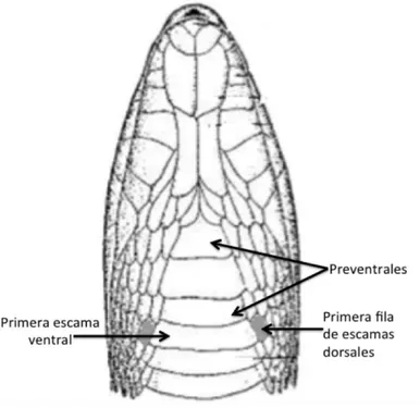 Figura 3. Esquema de la primera escama ventral y preventrales en un Colúbrido 