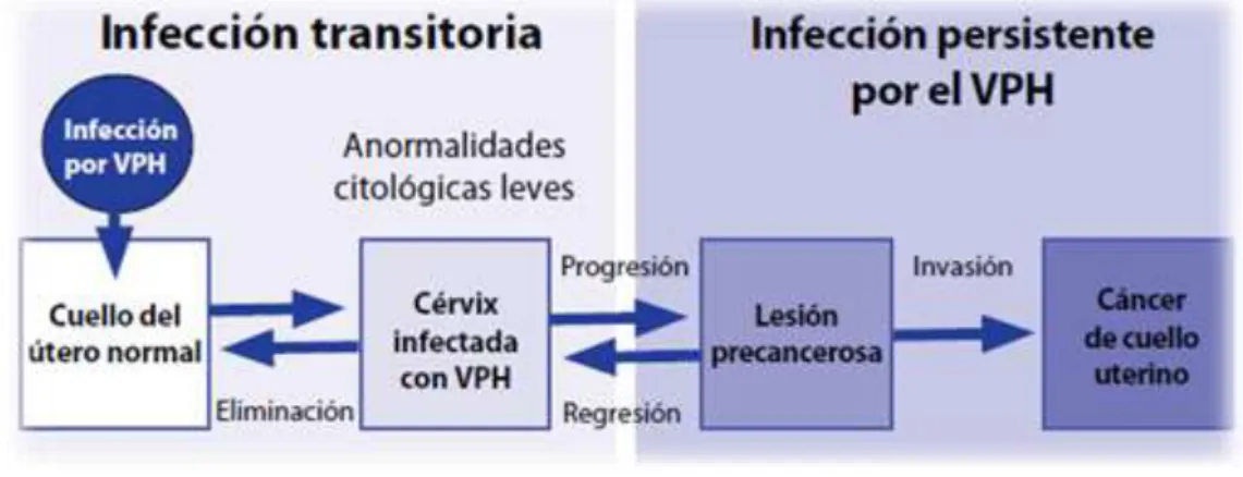 FIGURA 3. DESARROLLO DEL CCU