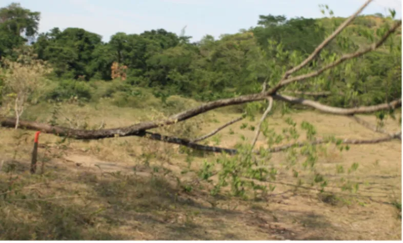 Figura 2. Tala de árboles como práctica agrícola desfavorable.