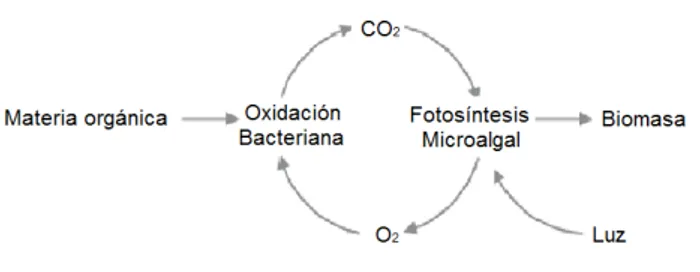 Figura  2:  Principio  de  la  oxigenación  fotosintética  en  los  procesos de eliminación de la DBO (Muñoz, R