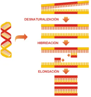 Figura 5: Obtención de amplicones del gen ADNr 16S mediante PCR 