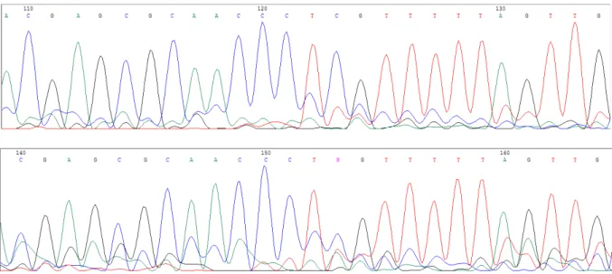 Figura 9: Visualización de las secuencias Forward y Reverse con el programa Chromas lite  