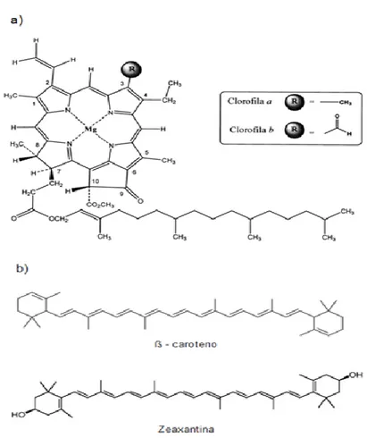 Figura  3.  Estructura  química  de  algunos  pigmentos  fotosintéticos.  a)  Clorofila  a