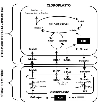 Figura  7.  Bioquímica  del  carbono  de  plantas  C4  tipo  NADP-ME  (Metabolismo  que  corresponde a plantas de maíz, cañas de azúcar, entre otras)