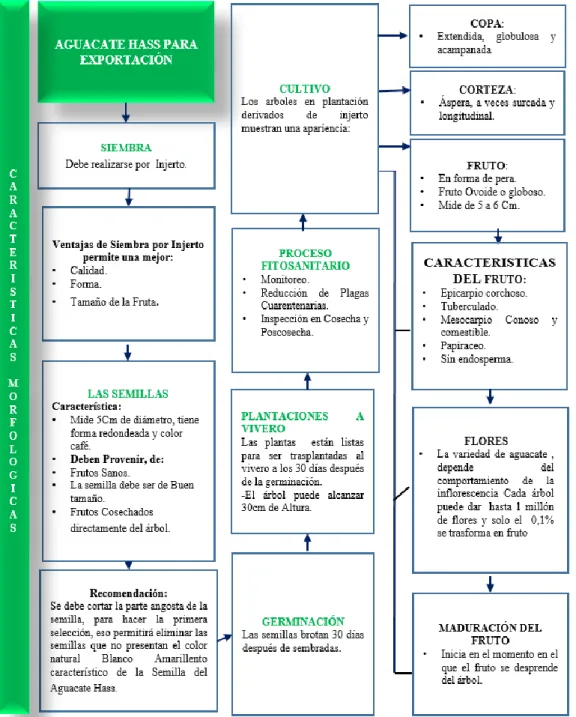 Figura 1. Caracteristicas Morfologicas 