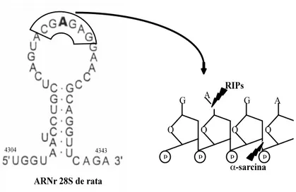 Figura 3. Secuencia de nucleótidos del bucle del ARNr responsable de la interacción  del  factor  de  elongación  2