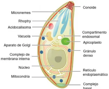 Figura  2.  Organelos  de  Toxoplasma  gondii.  Organelos  más  relevantes  del  estado  de  taquizoíto