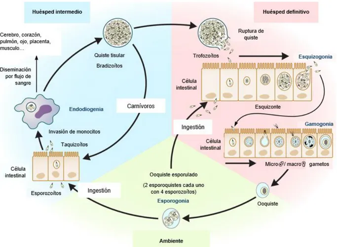 Figura 4. Ciclo de vida de T. gondii. Se muestran la biología, la infección y la replicación  de las tres etapas infecciosas de los parásitos en sus respectivos huéspedes