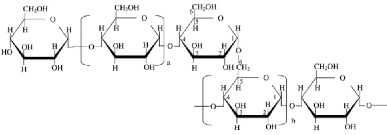 Figura 2. Molécula de amilopectina 