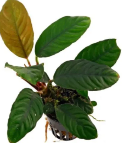 Figura 5. Hoja de café. 