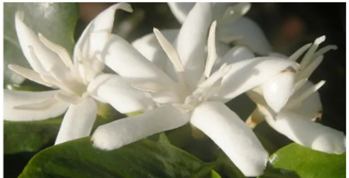 Figura 6.Flor del café. 