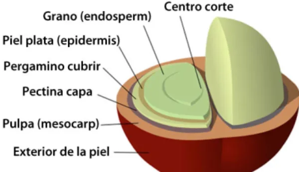 Figura 7.Fruto del café. 